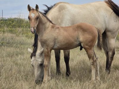 Top Gun Jester JW <BR>AQHA PENDING
